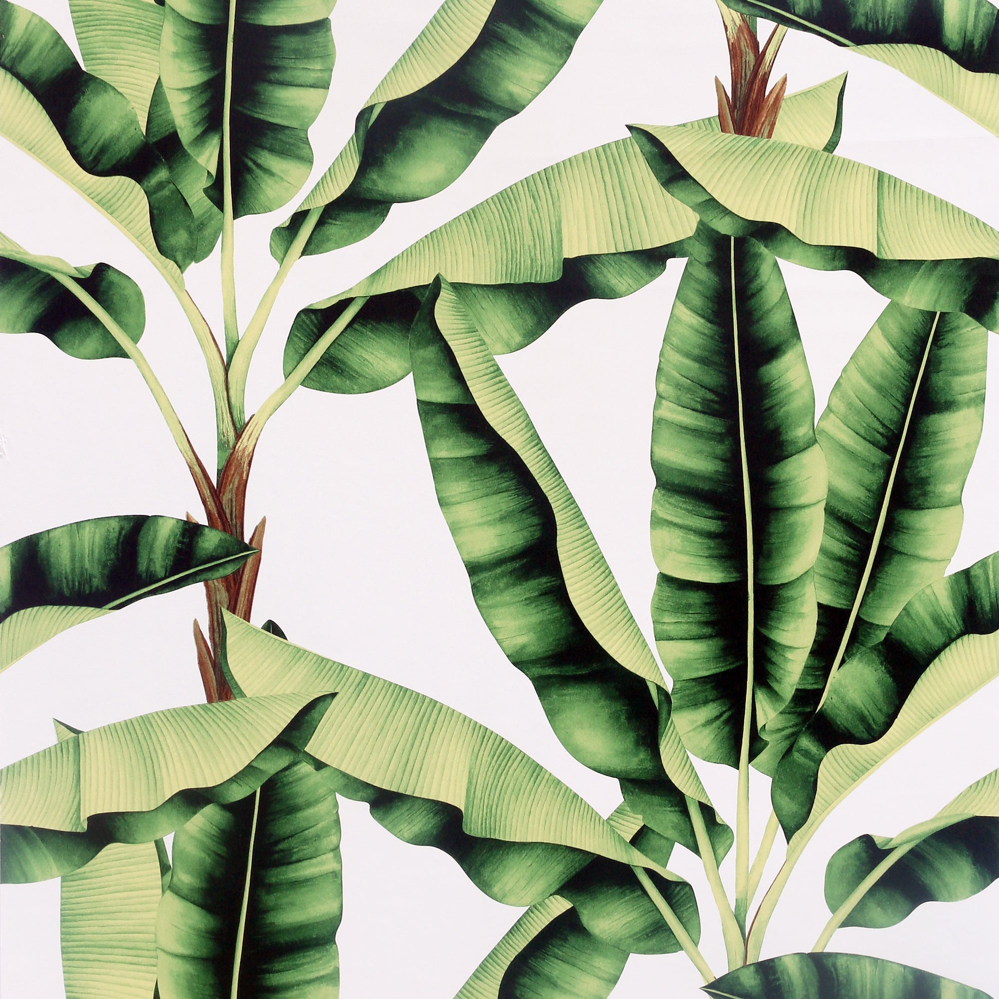 Musa Green Wallpaper | WonderWall by Nobletts  | Arthouse